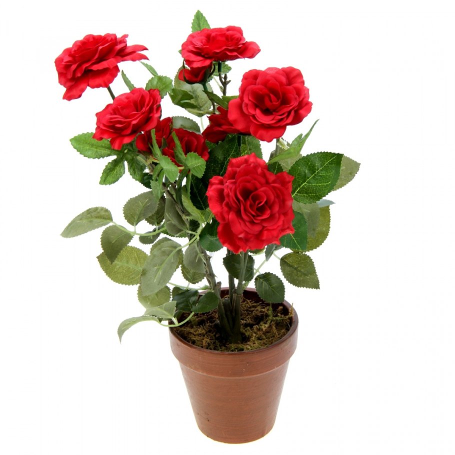 Роза кустовая горшечная