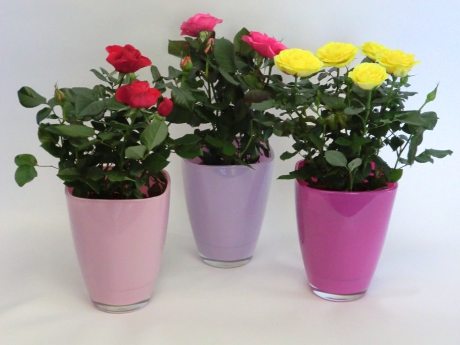 Мелкоцветные розы в горшках