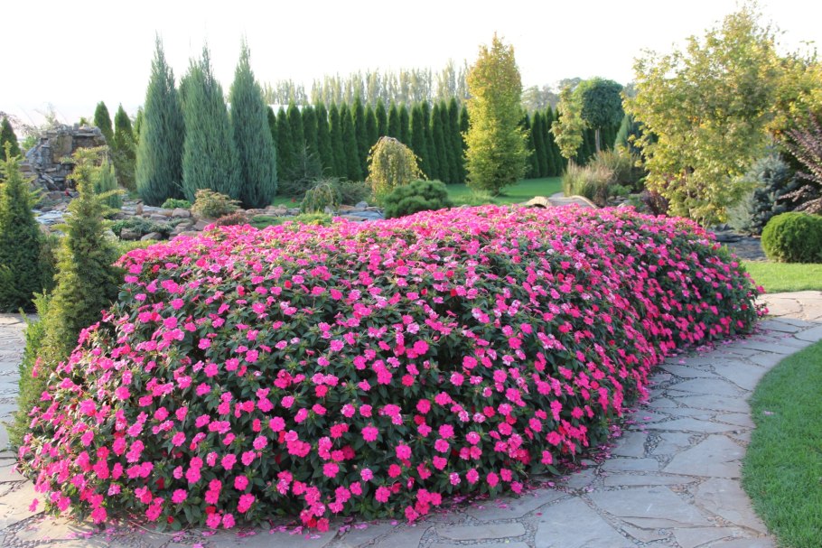 Розовый сад питомник Краснодар