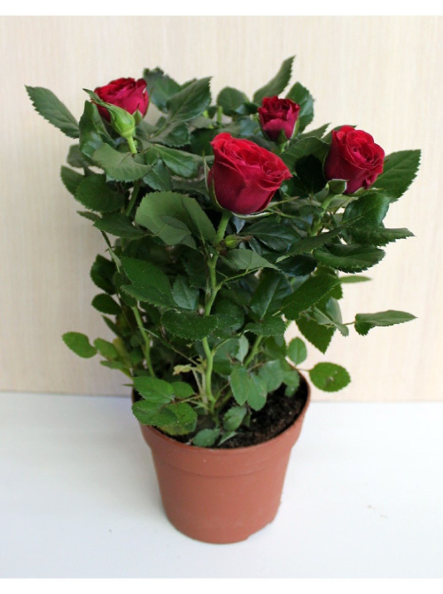 Роза Фаворит красная