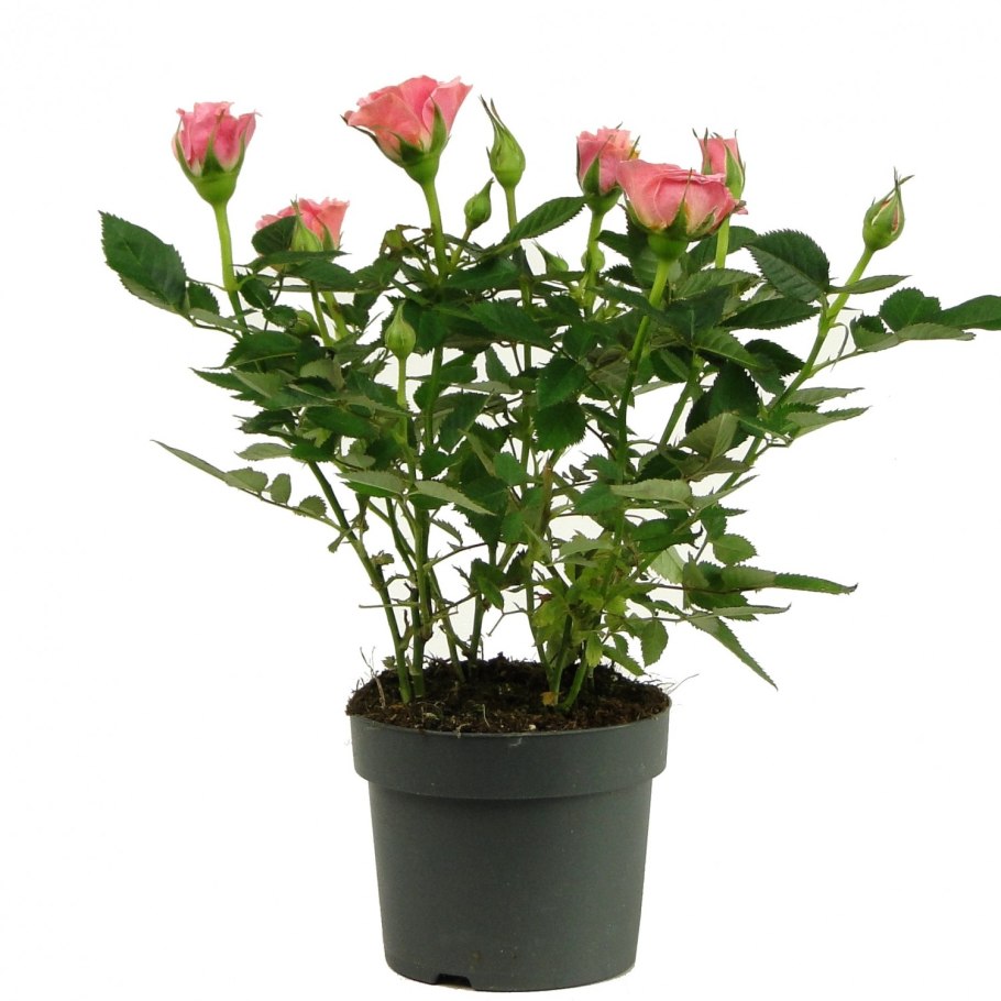 Роза горшечная Кордана микс