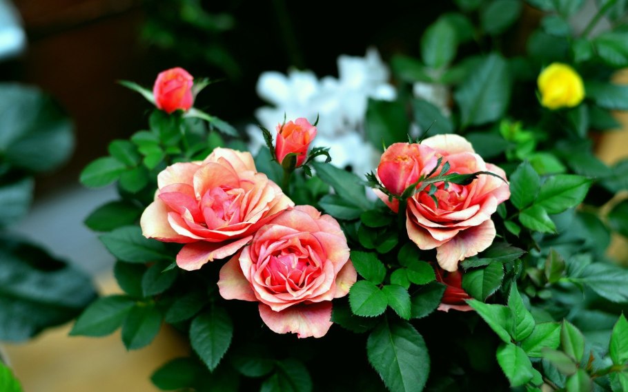 Роза культурная