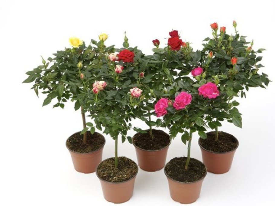 Кустовая роза комнатная дерево