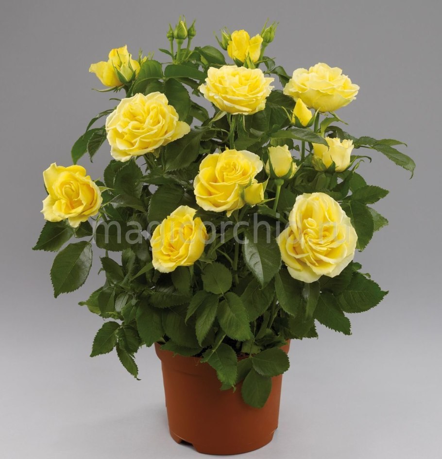 Роза патио Солеро