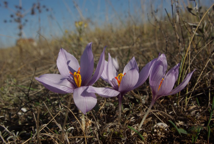 Colchicum laetum