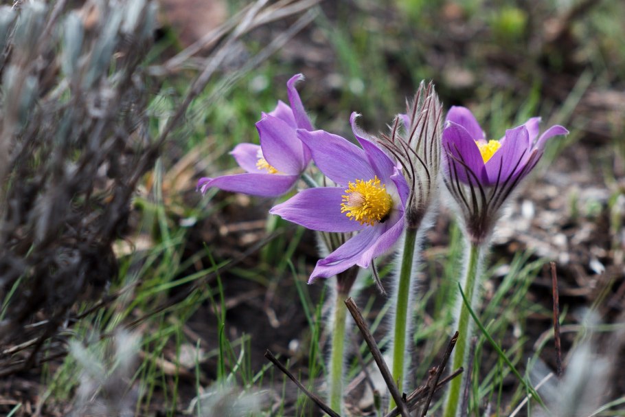Адонис весенний горицвет описание