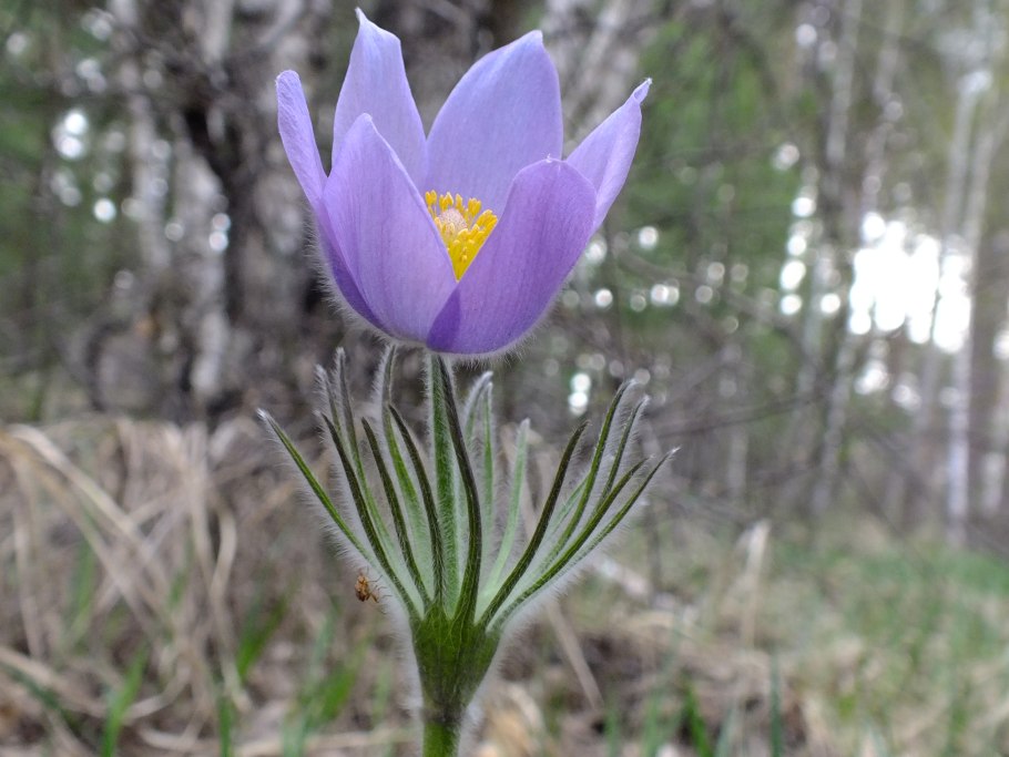 Растения Абхазии Campanula paradoxa