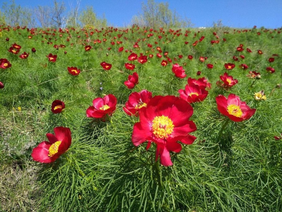 Растения Томской области