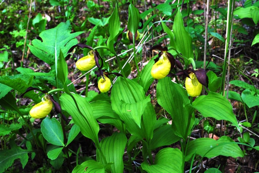 Венерин башмачок из красной книги