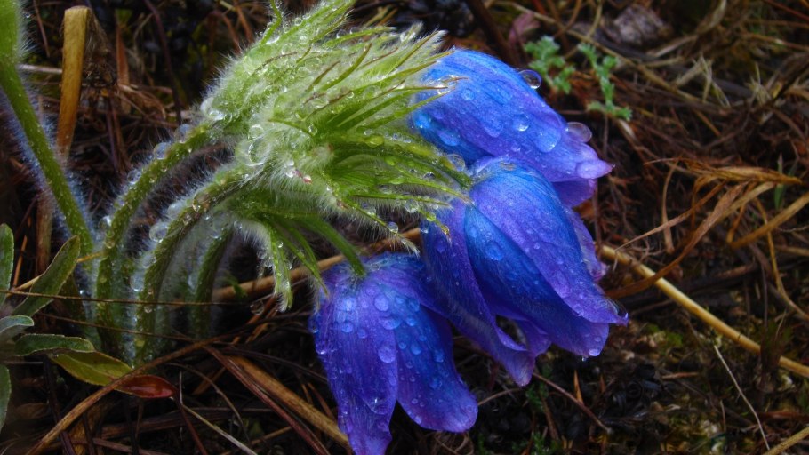 Прострел Grandis