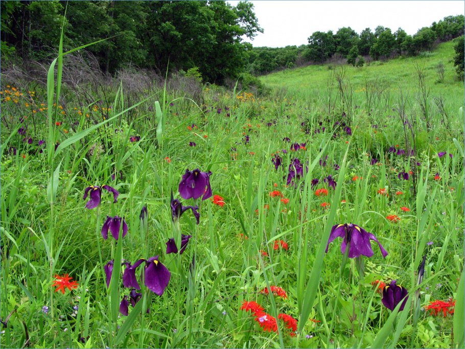Пион тонколистный Степной