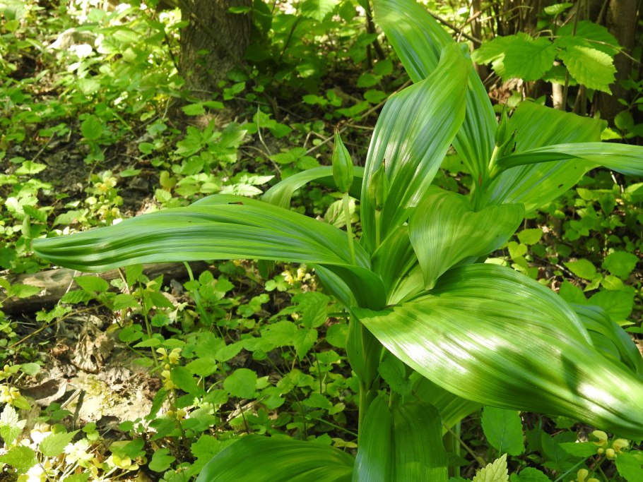Венерин башмачок Лесной цветок