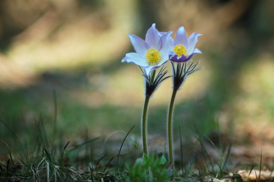 Шафран Палласа