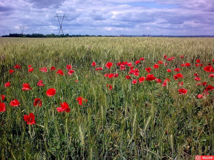 Хомутовская степь в Донецкой области