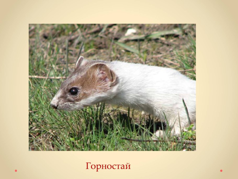 Редкие животные Донецкой области