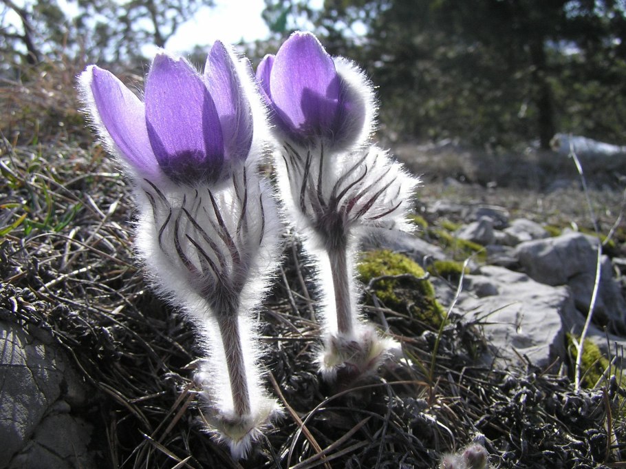 Краснокнижные растения Алтая