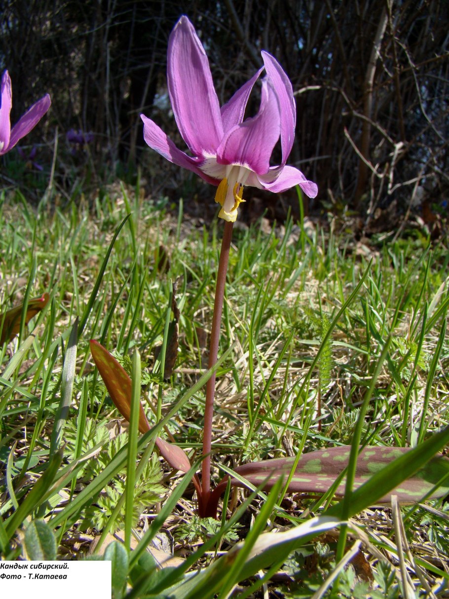 Адонис горицвет весенний красный