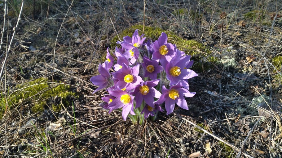Pulsatilla Patens