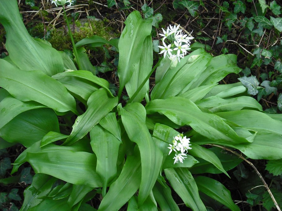 Черемша (Медвежий лук)