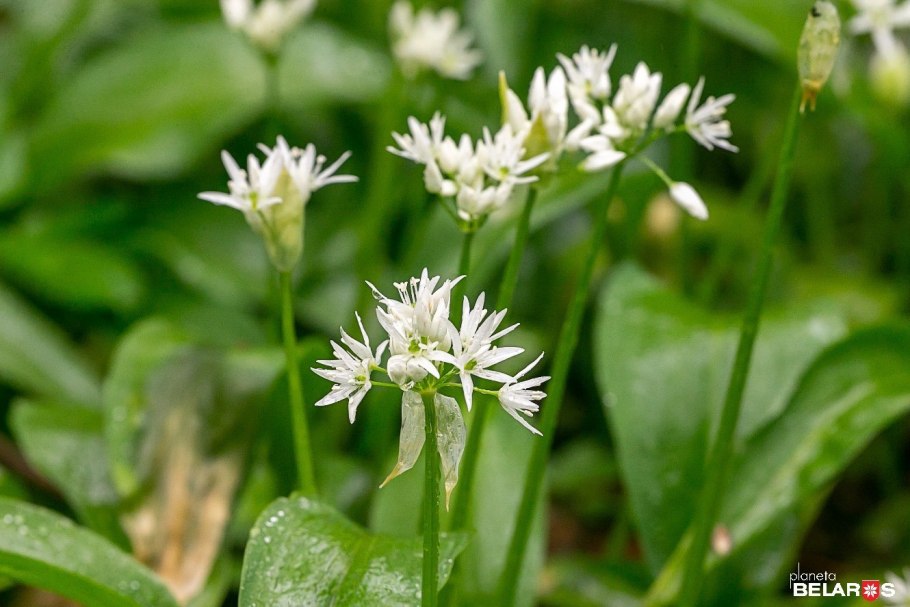 Allium ursinum черемша
