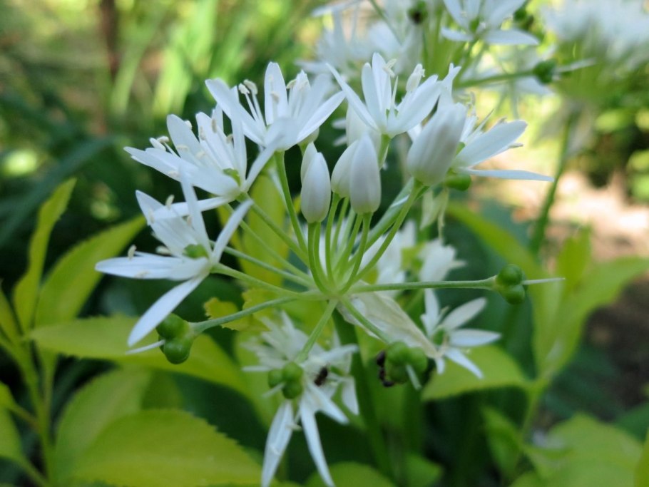 Allium ursinum черемша
