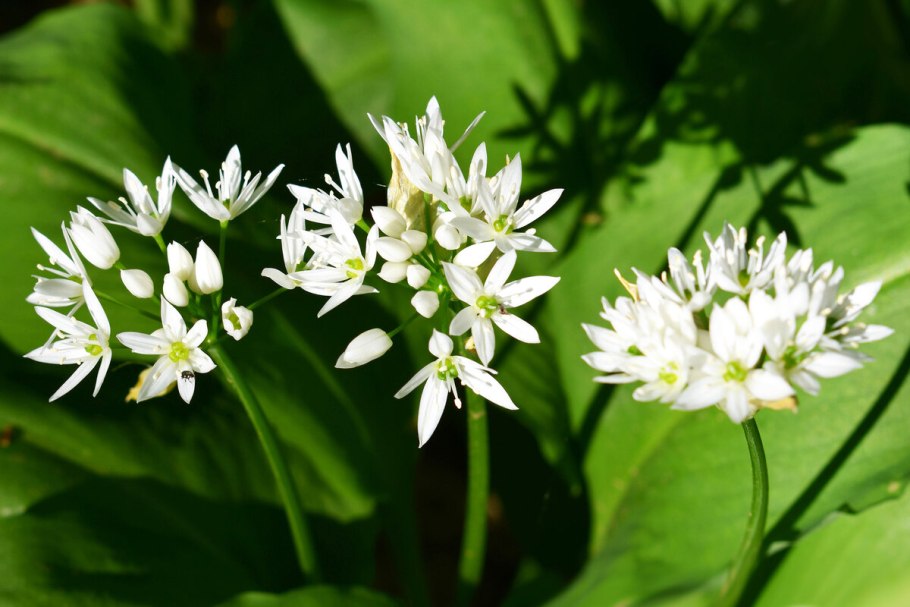 Соцветие у черемши