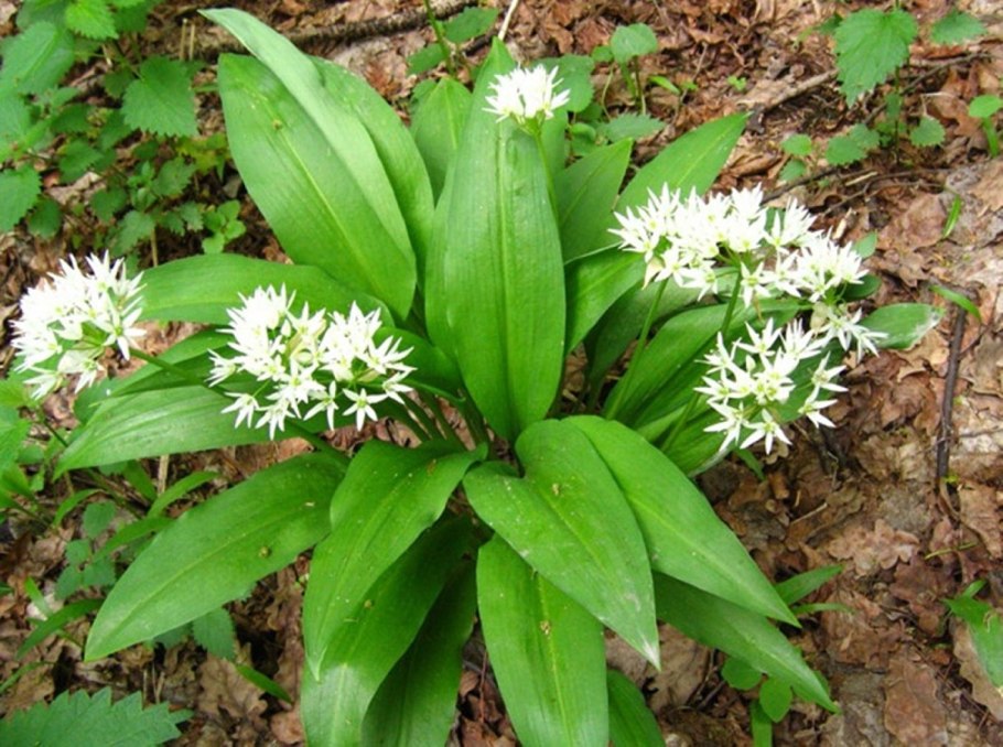 Allium ursinum черемша