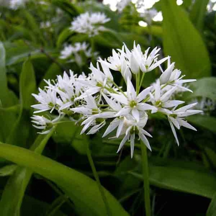 Лук Медвежий (Allium ursinum)
