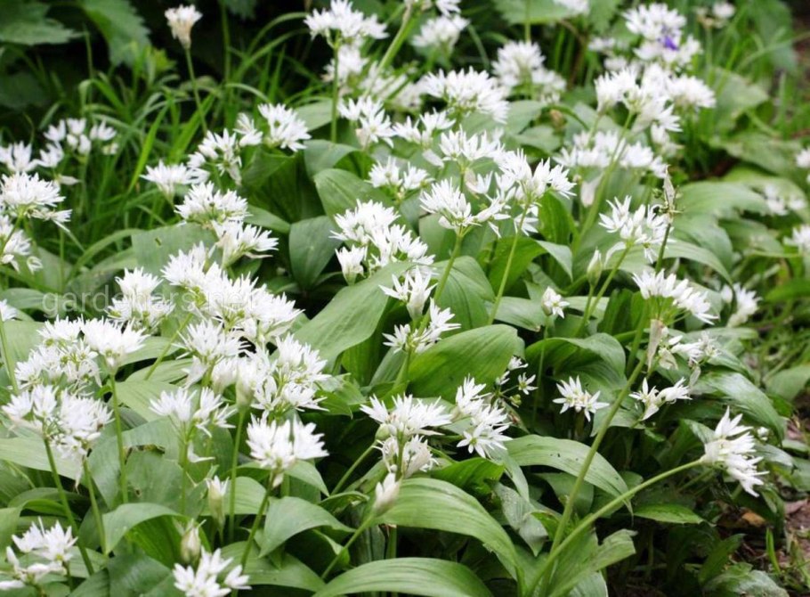 Черемша Байкал