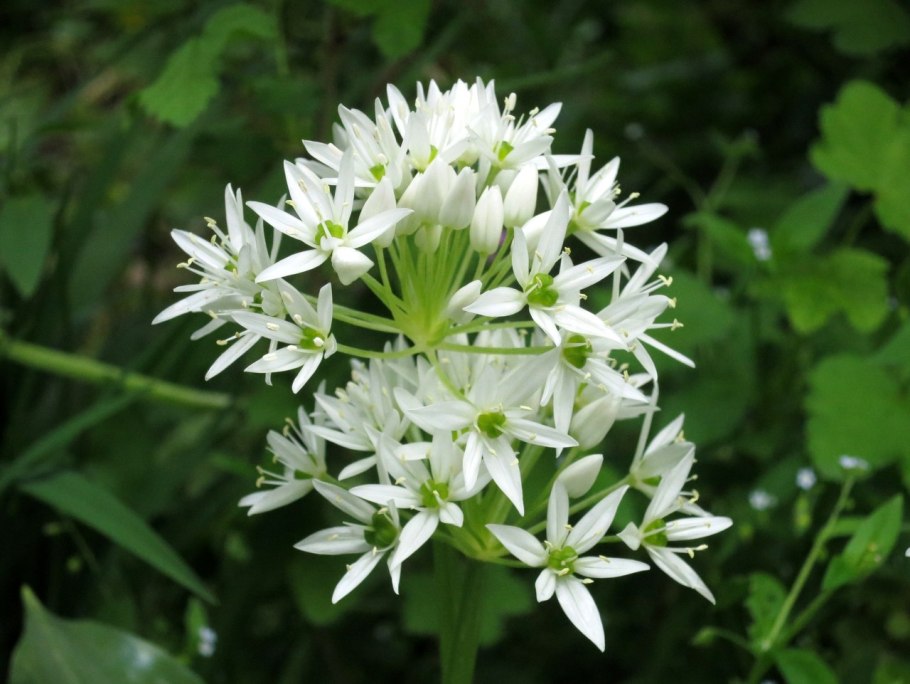 Черемша узколистная