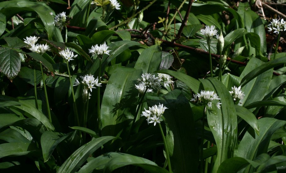 Черемша Медвежье ушко