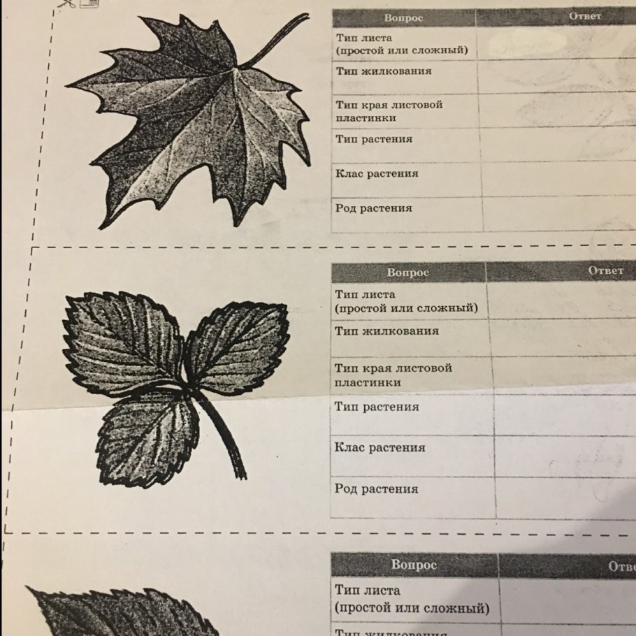 Конский каштан листорасположение