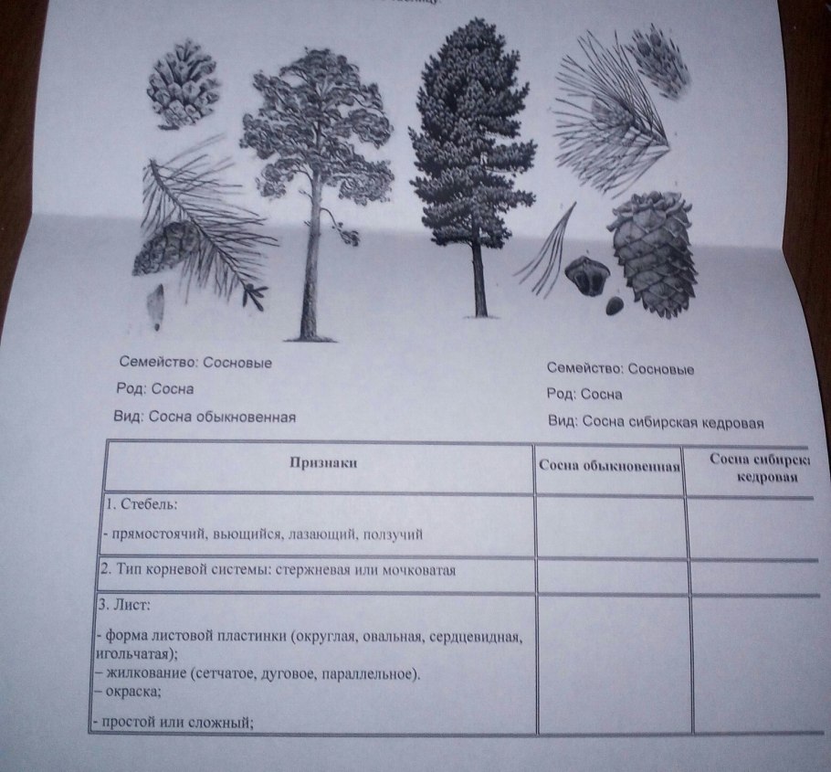 Признаки сосна обыкновенная сосна Сибирская Кедровая таблица