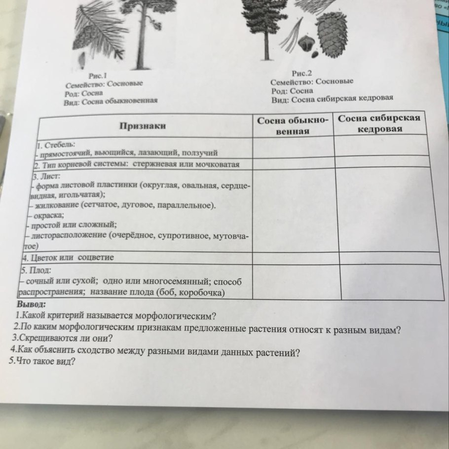 Дуговидное жилкование листовой пластинки