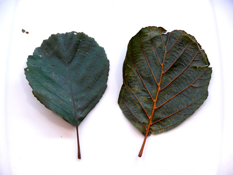 Укоренение черенков смородины