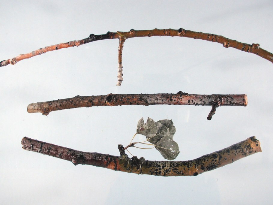 Укоренение винограда на лозе