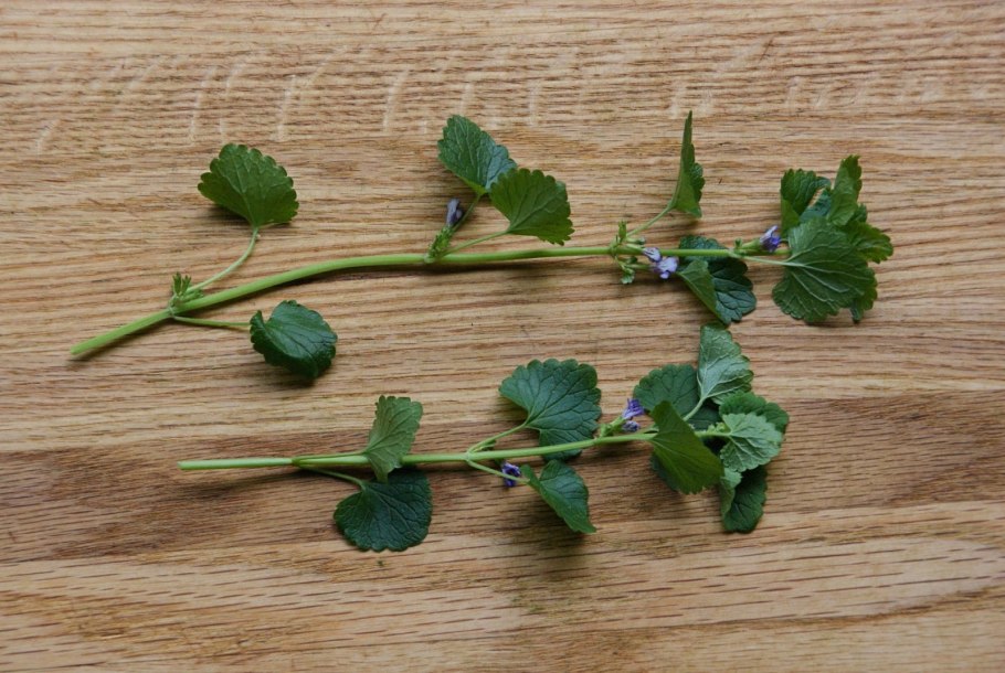 Ольха черная (Alnus glutinosa)