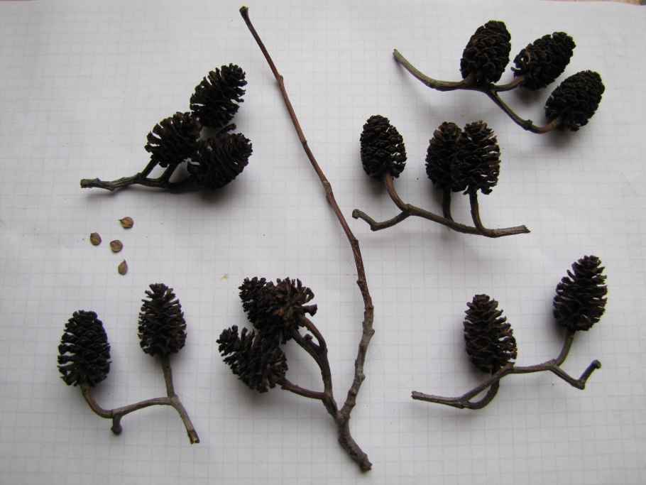 Размножение абрикоса одревесневшими черенками