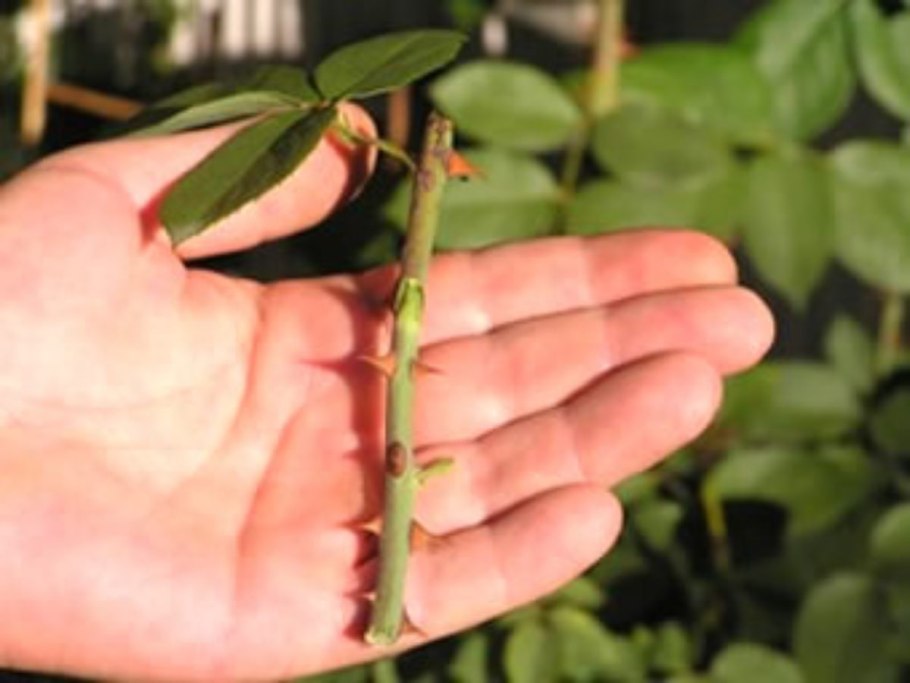 Черенкование можжевельника туи