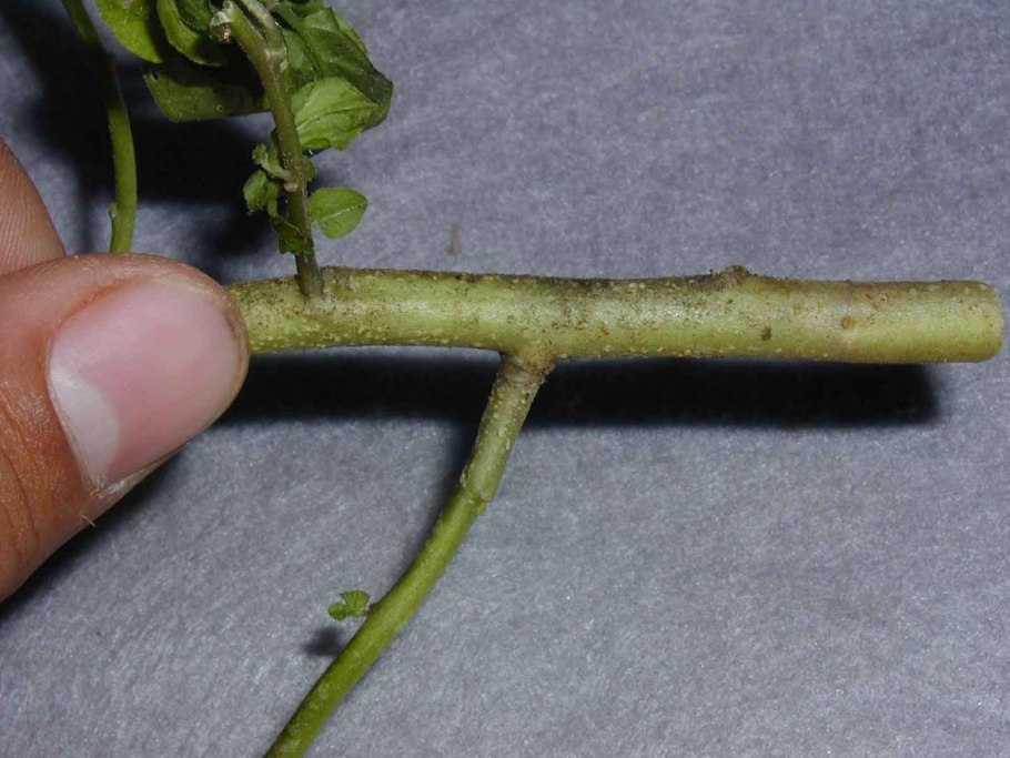 Сборная костянка малины