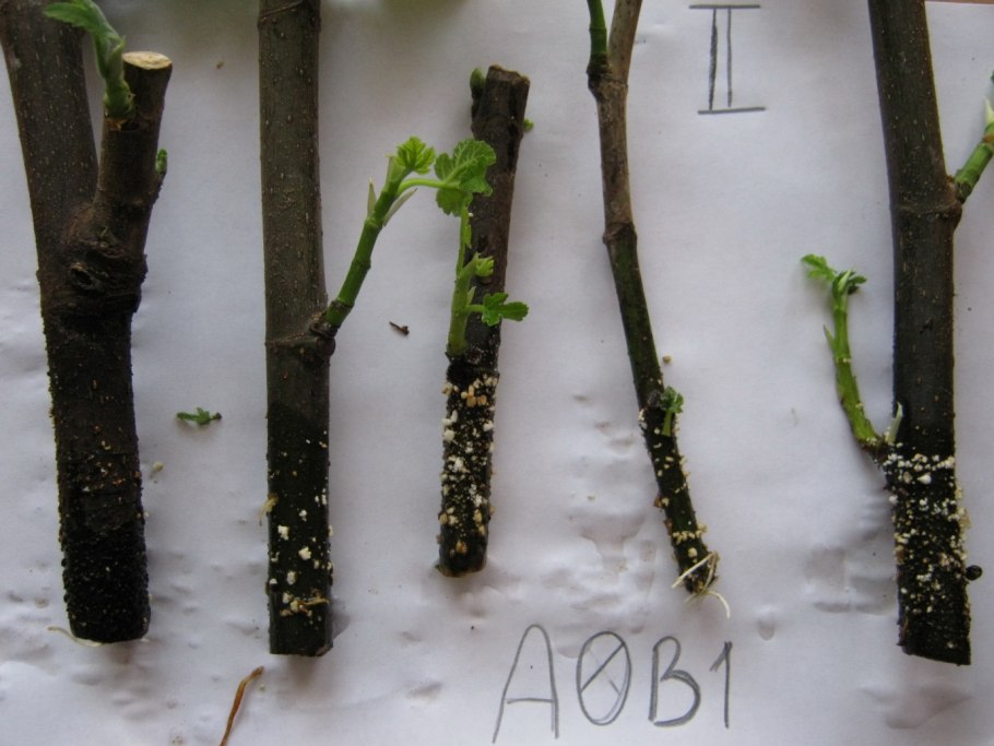 Форзиция одревесневшие черенки