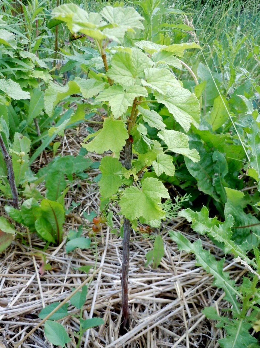 Душистая герань черенки