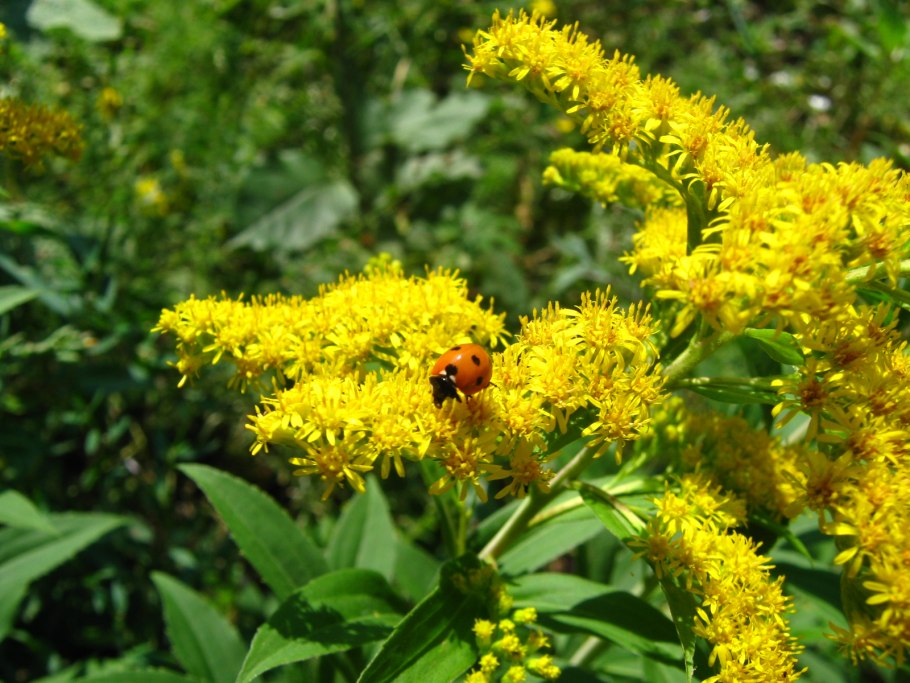 Solidago gigantea