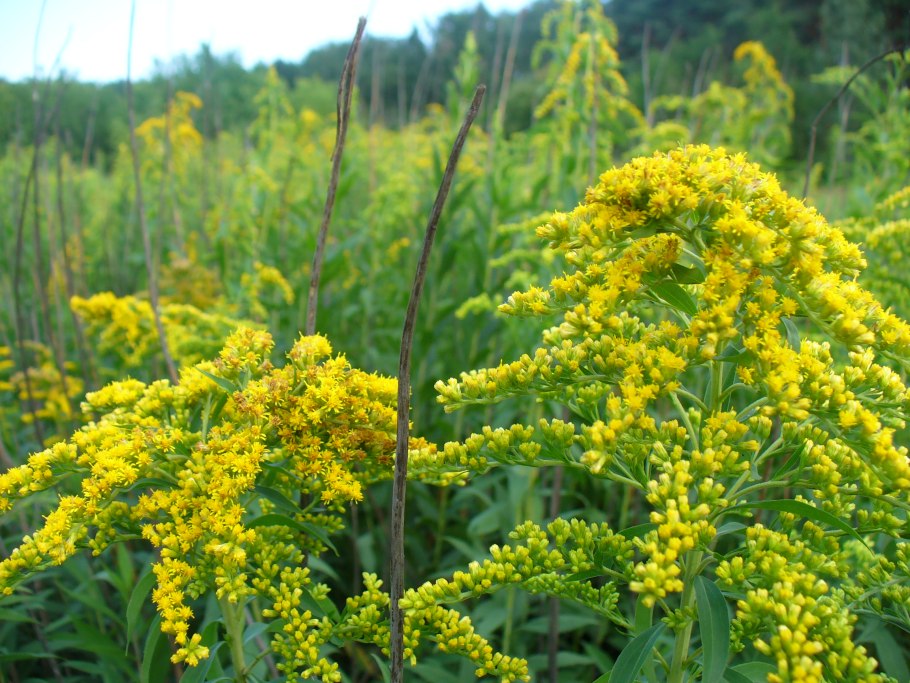 Солидаго 'Citronella'
