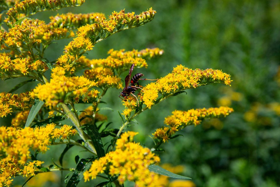 Золотарник (солидаго) "Жозефина"