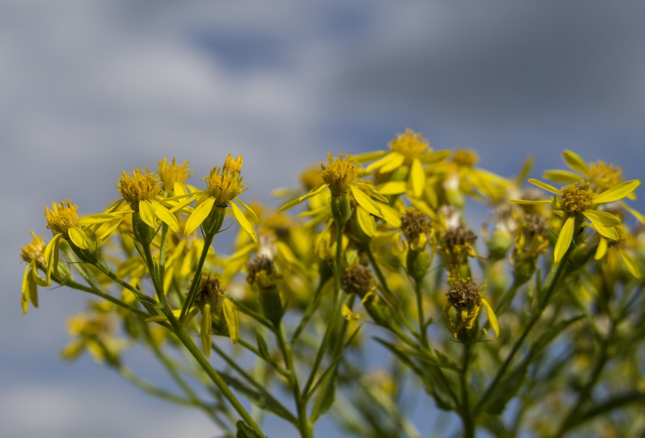 Солидаго Голдкайнд