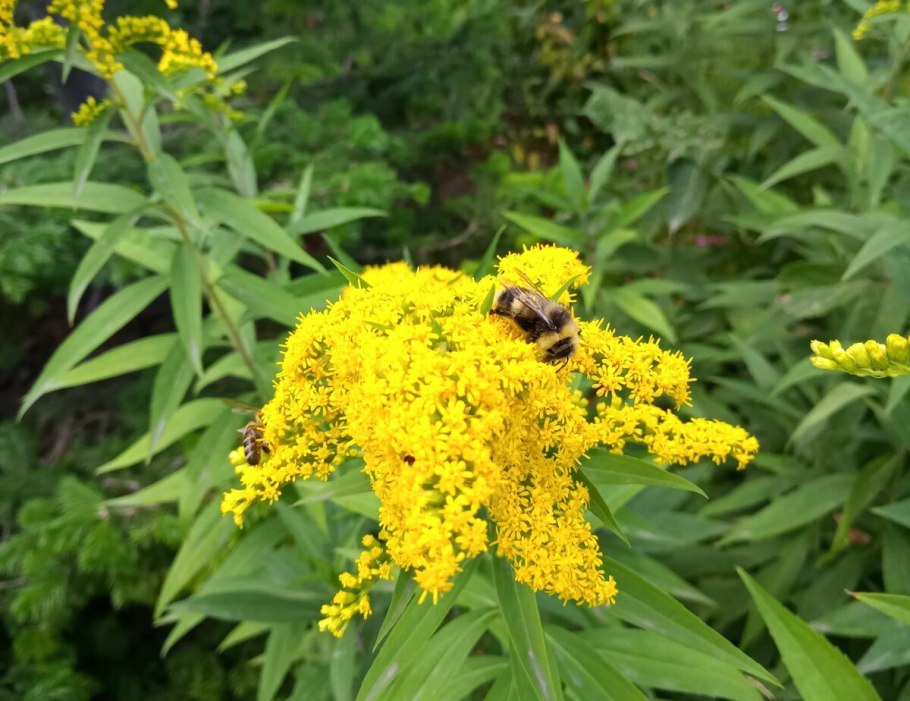 Полевые желтые цветы кисточкой Solidago