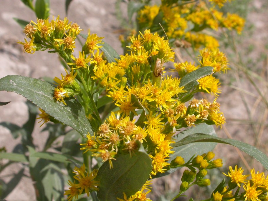 Solidago velutina