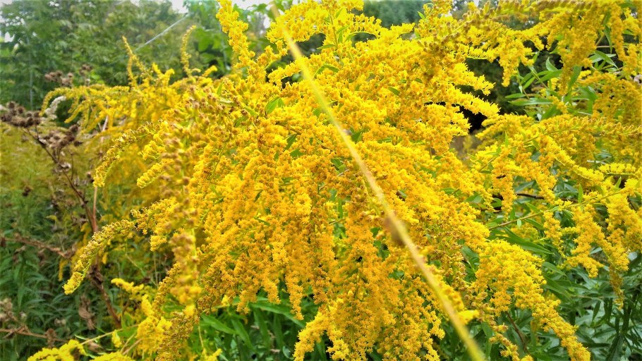 Золотарник канадский (Solidago canadensis)