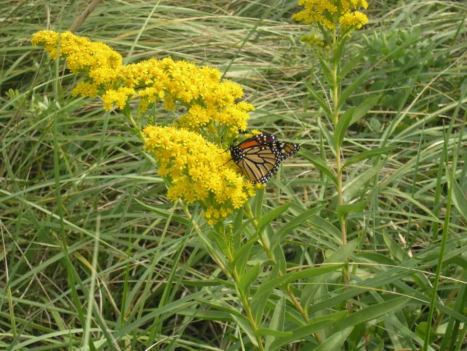 Solidago gigantea